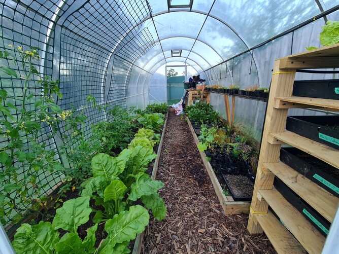 The Best Tomato Varieties Suited For Tunnel House Cultivation | Premier ...