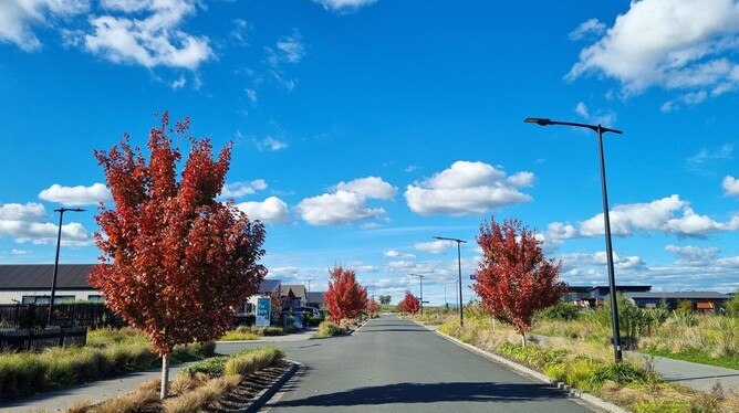 Autumn leaves in Greenhill Park