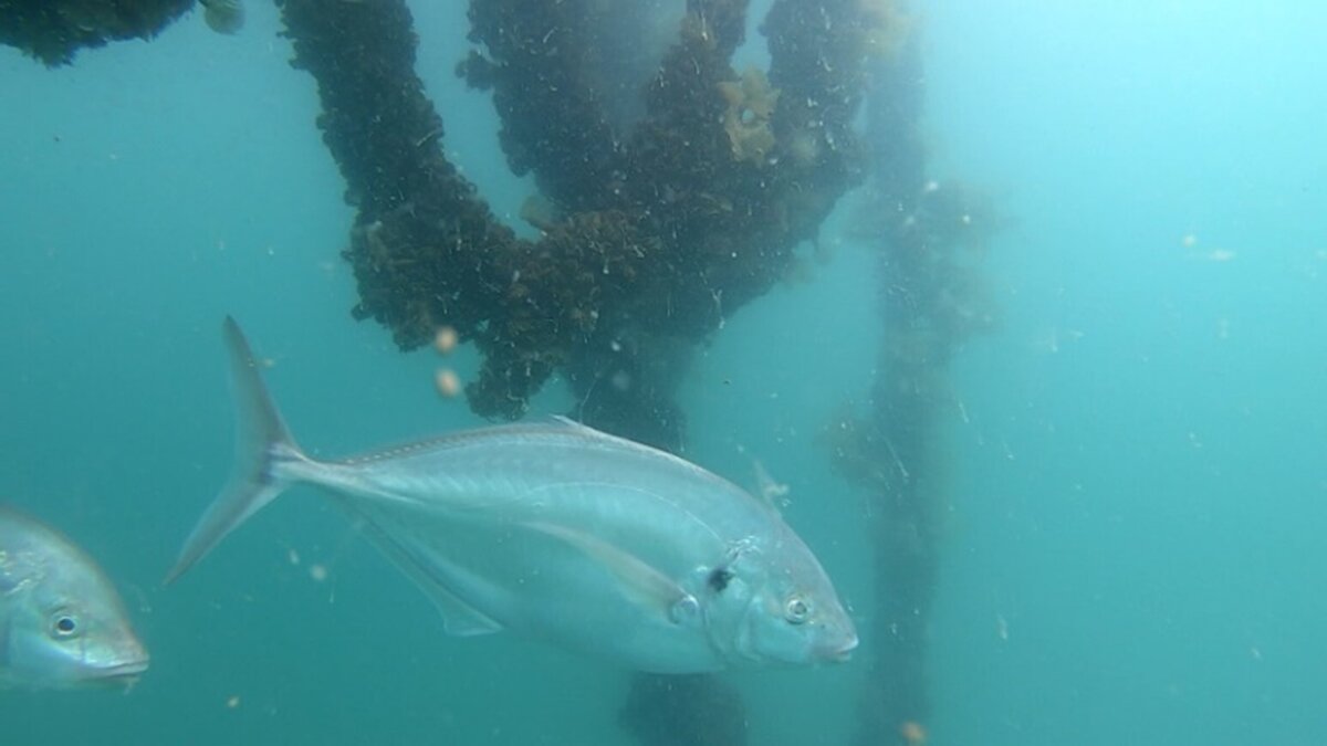 Mussel Farms as Important Fish Habitat Marine Farming Association