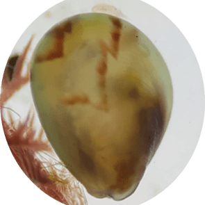 Spat Nursery Culture