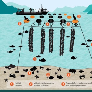 Healthy Coastal Ecosystems