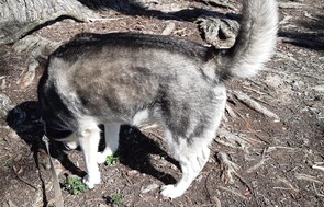 In  my home doggie day care - I can provide personalised in home dog care while you go to work or are on holiday. I only have a very small number so I can cater to individual needs eg limited exercise, older or young dogs or dogs that need their space. There is plenty to explore on my 10 acres.