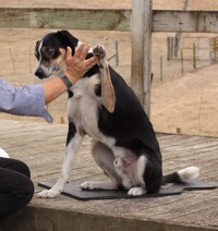 Adult and teenage dog  manners training - Has your dog turned from a sweet puppy into a teenager. I can help change this with fun positive dog training targeted at what your dog needs