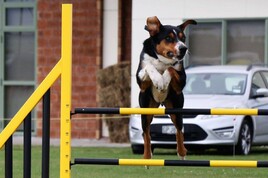 Foundation agility, rally and trick training - Impress your friends with how clever your dog is. For those who want to do more with their dog. We offer foundation classes  in agility, rally and beginner tricks.