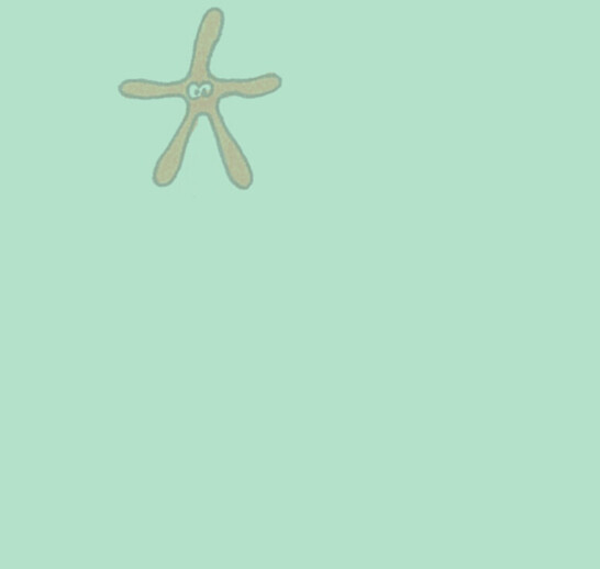 Starfish