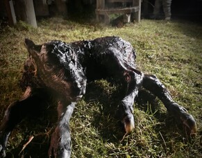 Not Ready for Spring