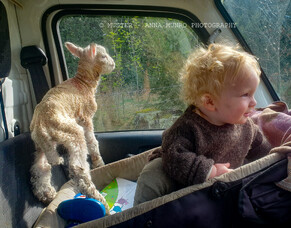 Harking back to lambing 2024