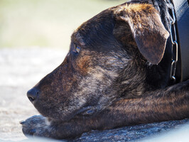 Huntaway dog Rizzo stops for a rest.