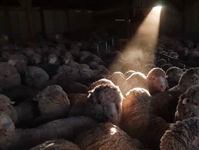 Merinos in the shearing shed.  Beam of light shining on sheep