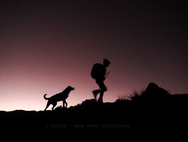 Silhouette of female shepherd.  Autumn Merino Muster.  Lake Heron Station, Canterbury High Country, New Zealand