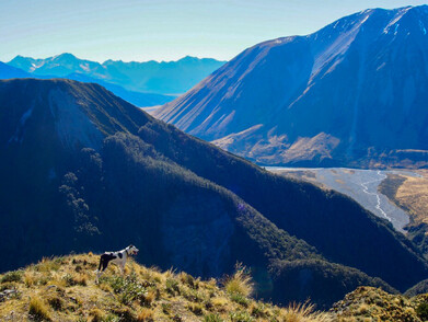 Black and white heading farm dog looking at mountains.  Autumn Muster.  Lake Heron Station, Canterbury High Country, New Zealand