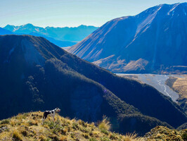 Black and white heading farm dog looking at mountains.  Autumn Muster.  Lake Heron Station, Canterbury High Country, New Zealand