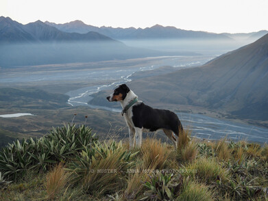 Heading dog looking at view in mountains and tussocks. Autumn Merino Muster.  Lake Heron Station, Canterbury High Country, New Zealand