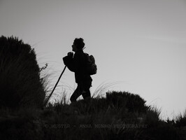 Silhouetted shepherd looking up hill for merinos. Autumn Muster.  Lake Heron Station, Canterbury High Country, New Zealand
