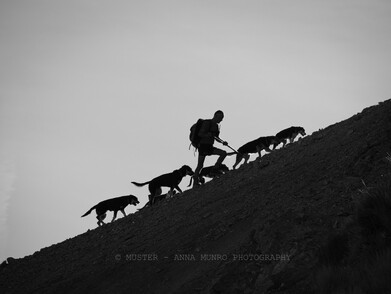 Shepherd and team of 5 farm dogs climb up steep mountainside. Autumn Merino Muster.  Lake Heron Station, Canterbury High Country, New Zealand