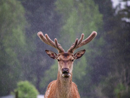 Red deer in velvet standing in rain.  Farm in Southland, New Zealand