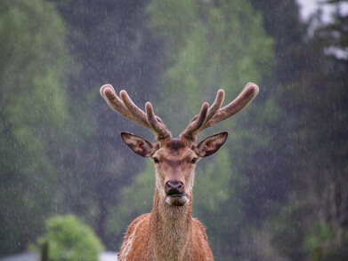Red deer in velvet standing in rain.  Farm in Southland, New Zealand