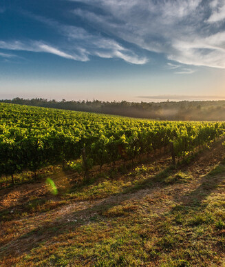 Wanaka Highlights - Half Day Tour12:30pm - 4:30pm$269 per personWanaka Pickup3 wineries in WanakaIncluded - All tastings and a mid afternoon platter