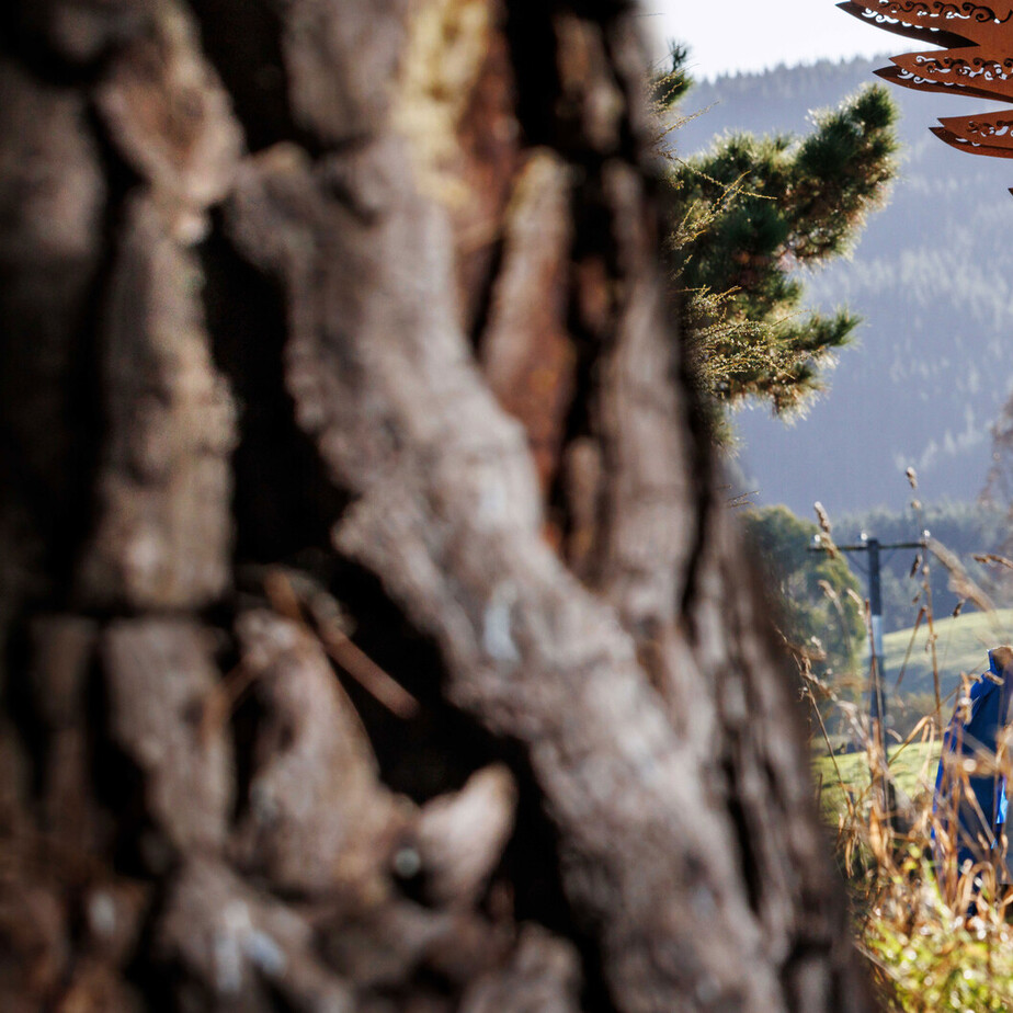 Waikato River Trails