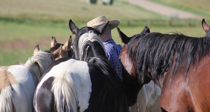 Rider surrounded by horses
