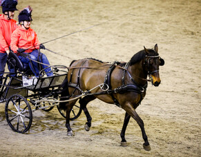 Carriage driving at Equifest 2025