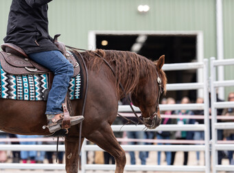 Quarter Horse - American Quarter Horse Assn NZ