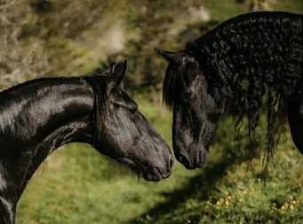 Rare Breeds Display - Rare Horse Society of NZ