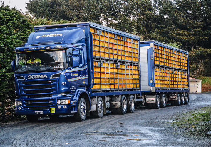 Alderson Poultry Transport NZ | Chickens