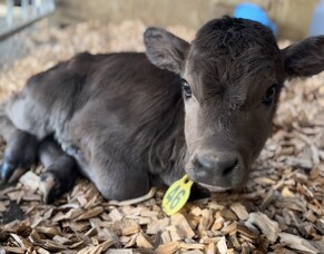 Early-spring Newsletter