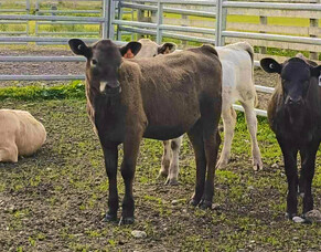 HubWatch &ndash; 5 December 2025