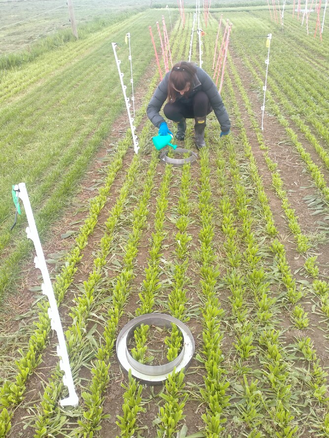 Applying urine to the plantain plot trial to measure gaseous losses of nitrogen