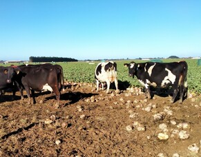 Wintering from a cow&#039;s perspective Telford presentation May 2021