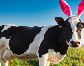 HubWatch &ndash; 17 April 2025