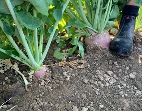 HubWatch &ndash; 28 February 2025