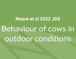 Behaviour of cows in outdoor conditions