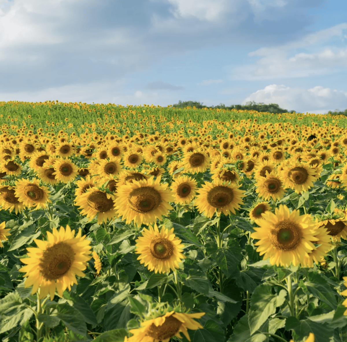 Sunflowers and their meaning Harmony Gardens and Grub
