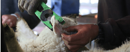 Electronic identification (EID) tagging at docking