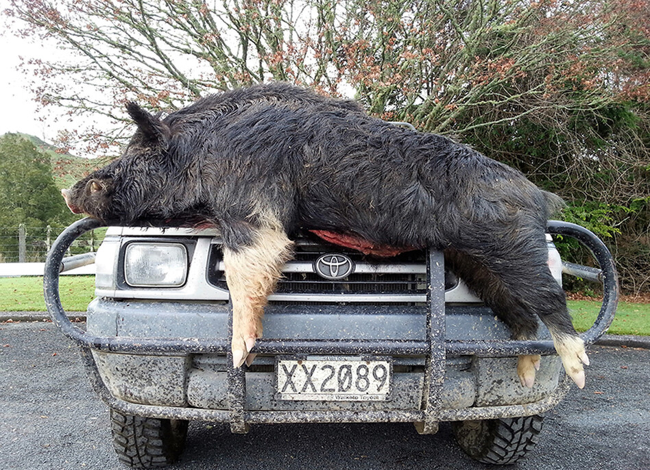 x kg wild boar shot by Seymour Spencer on farm (June 2016)