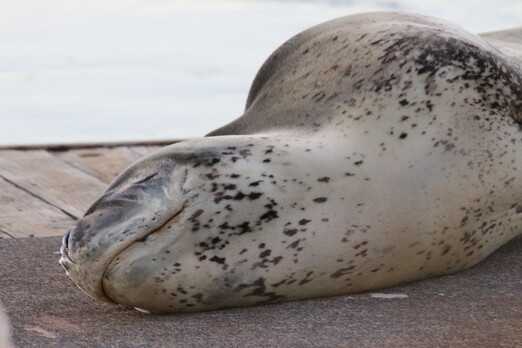 Opening Day under Level 2