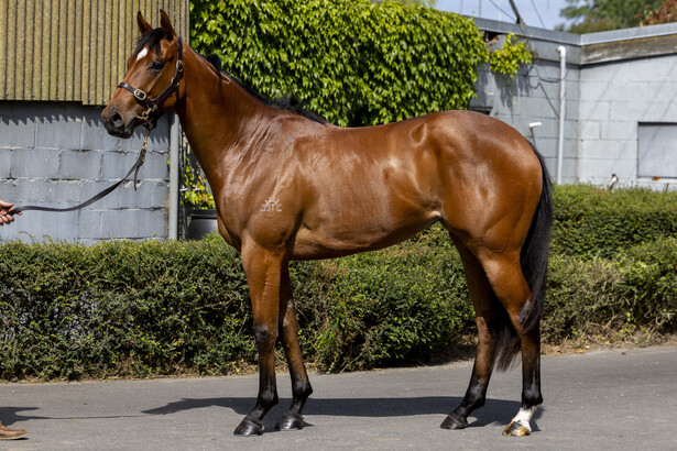 LOT 248 PARIAH ex WINTON CREEK Filly