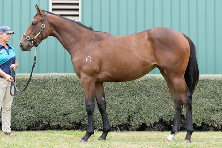 LOT 1046 U S NAVY FLAG ex WHITE LADY Filly