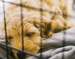 Tips on Successful Crate Training for Your Puppy