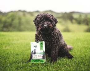 The foods your dog should avoid at all costs!