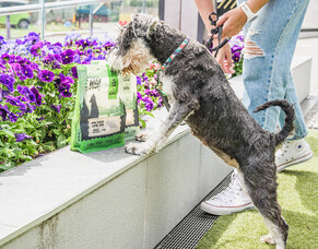 All-Natural Dog Treats: Why the Fuss?