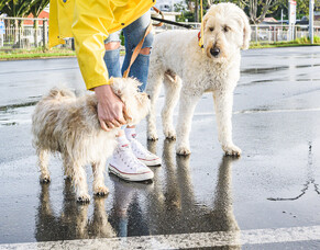 How many dog treats should my dog get per day?