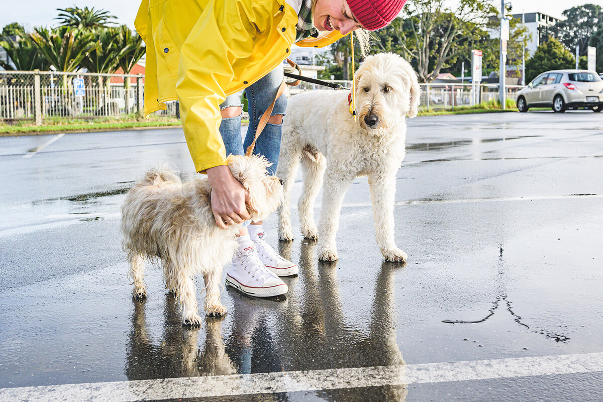 how-many-dog-treats-should-my-dog-get-per-day-wild-at-heart-air