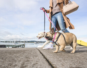 Are dog treats good for my pet’s health?