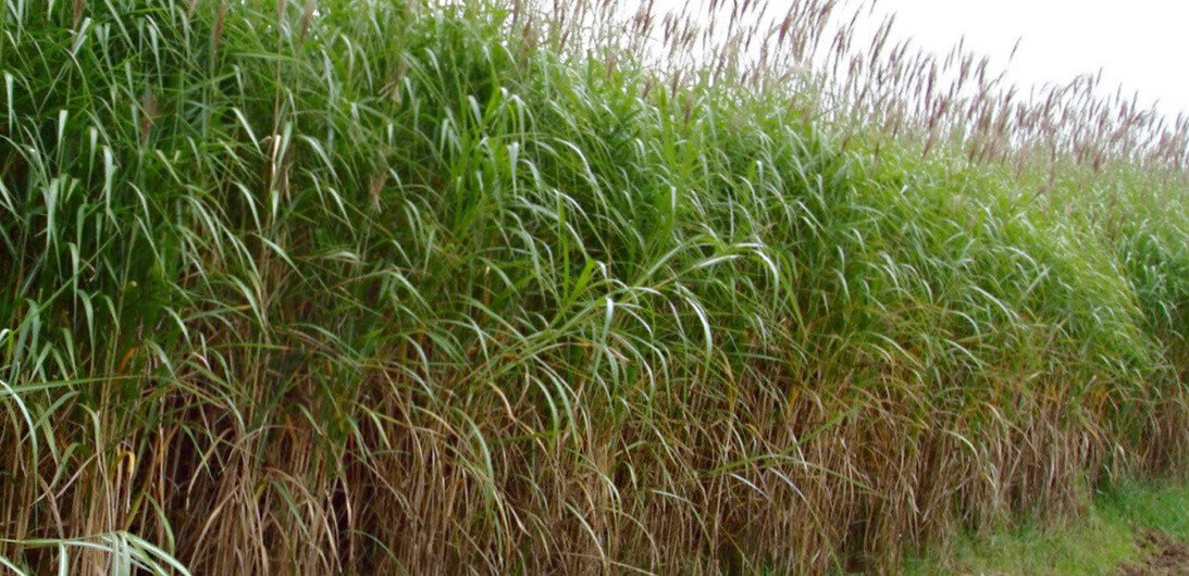 Miscanthus as a Biofuel in the US | Miscanthus