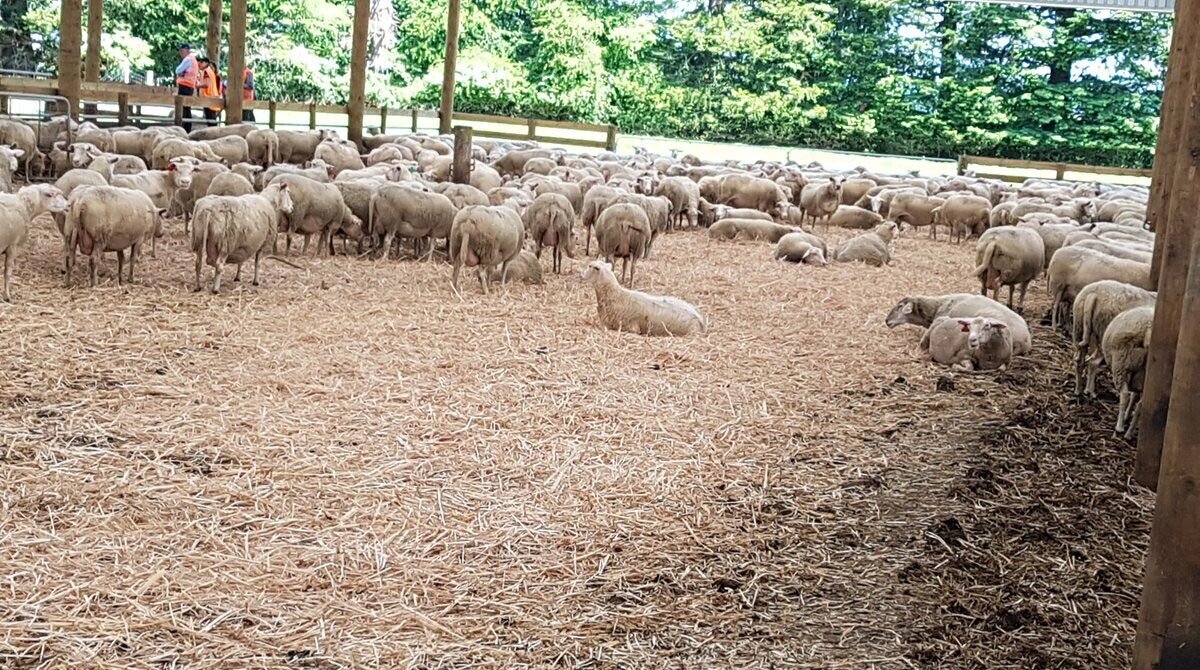Miscanthus Bedding for Sheep, Goats, Horses and Cows | Miscanthus