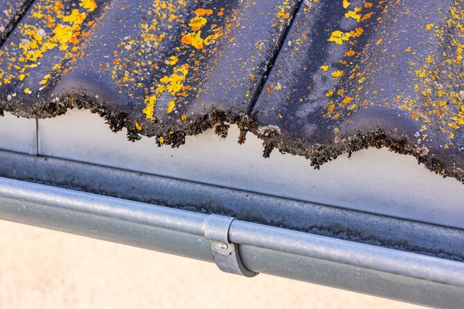 Moss and lichen on a metal roof